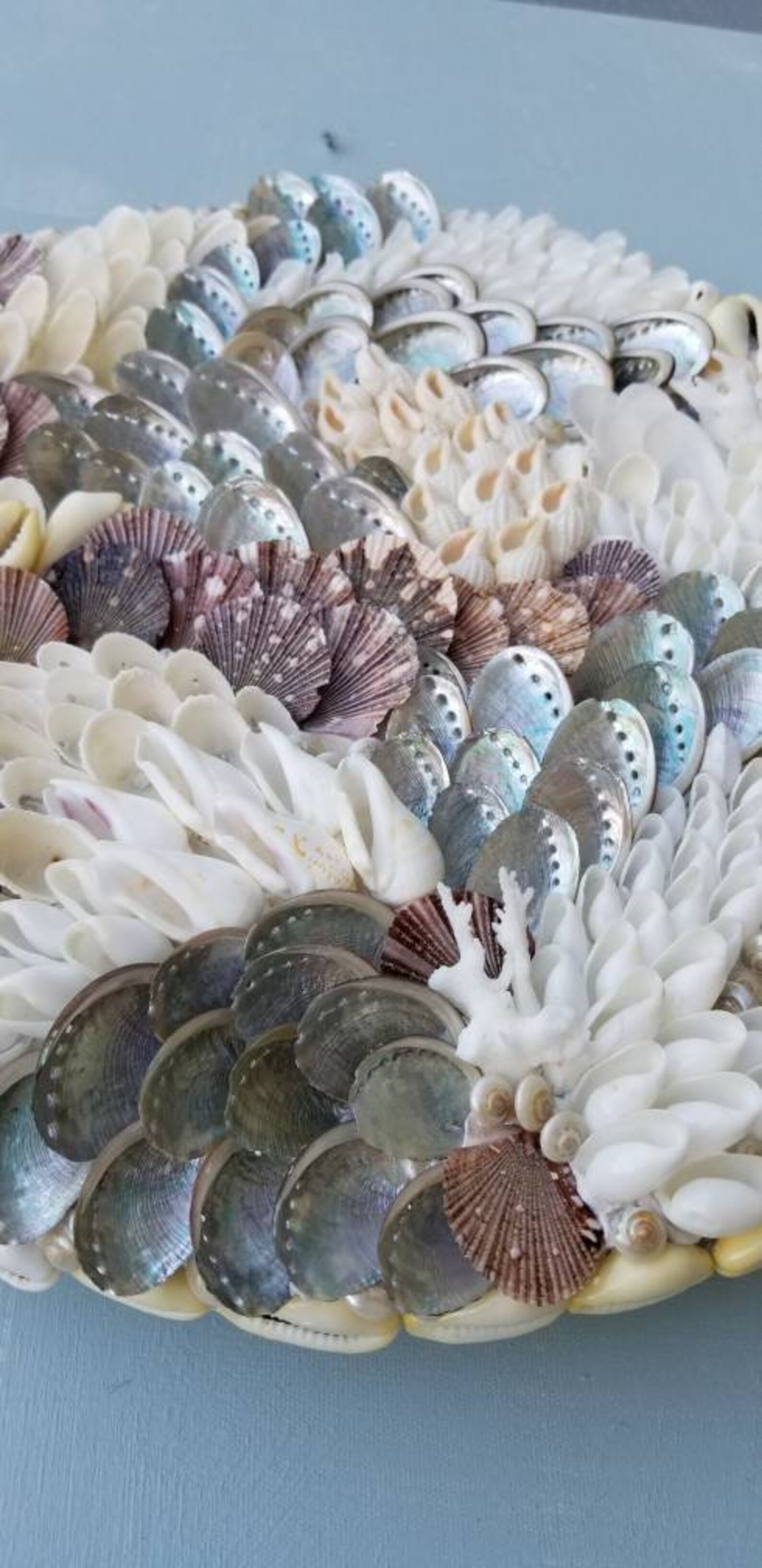 Sea Shell Wall Art Coastal Wall Art Home Decor Shell Art Shell Etsy