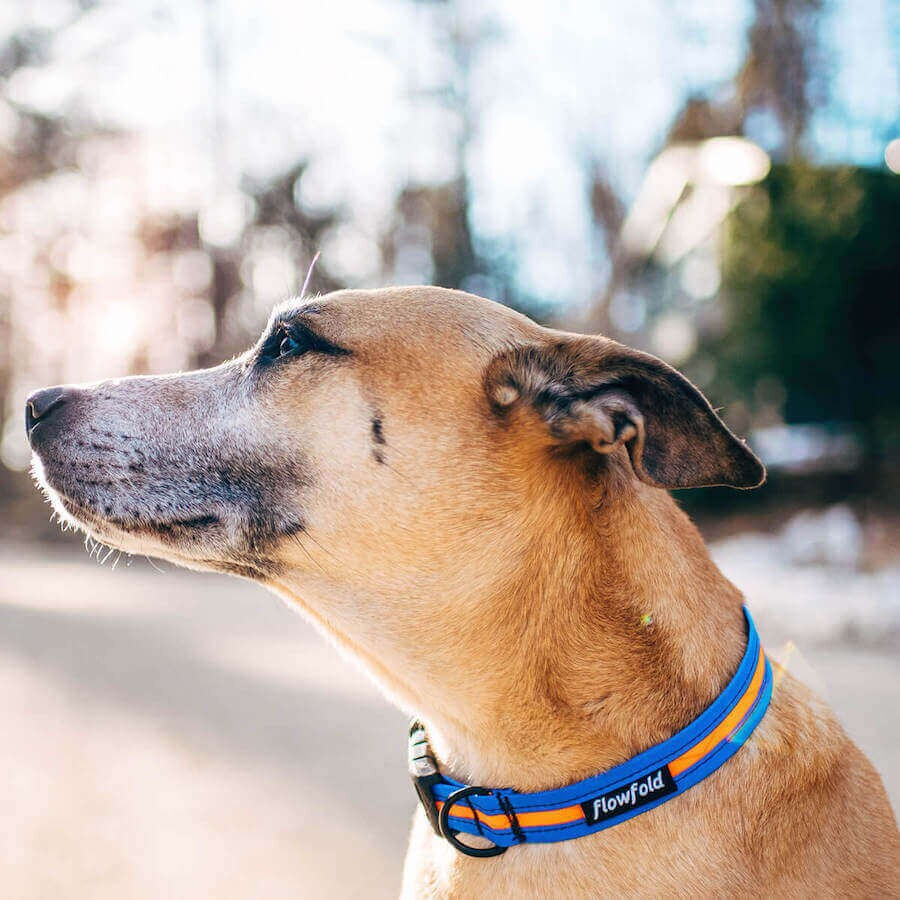 Flowfold leash sales