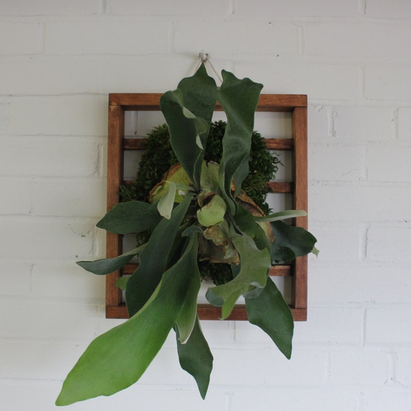 Mounted Staghorn Fern on Handmade Wooden Deck/ Vertical Garden