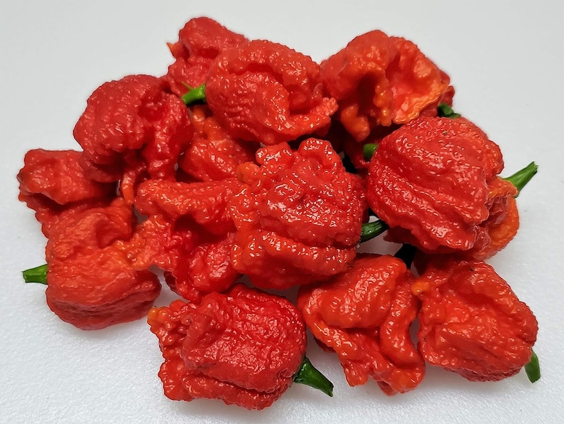 Organic Dragon's Breath Sriracha Blazing Dragon 2,480,000 SHU pepper Hotter than reaper you be the judge image 3