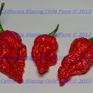 1 ounce 100% Pure Ghost Pepper Powder Fiery HOT! Proudly Made in the U.S.A. Organic and Superhot!