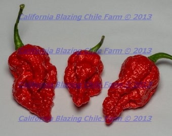 1 ounce 100% Pure Ghost Pepper Powder Fiery HOT! Proudly Made in the U.S.A. Organic and Superhot!
