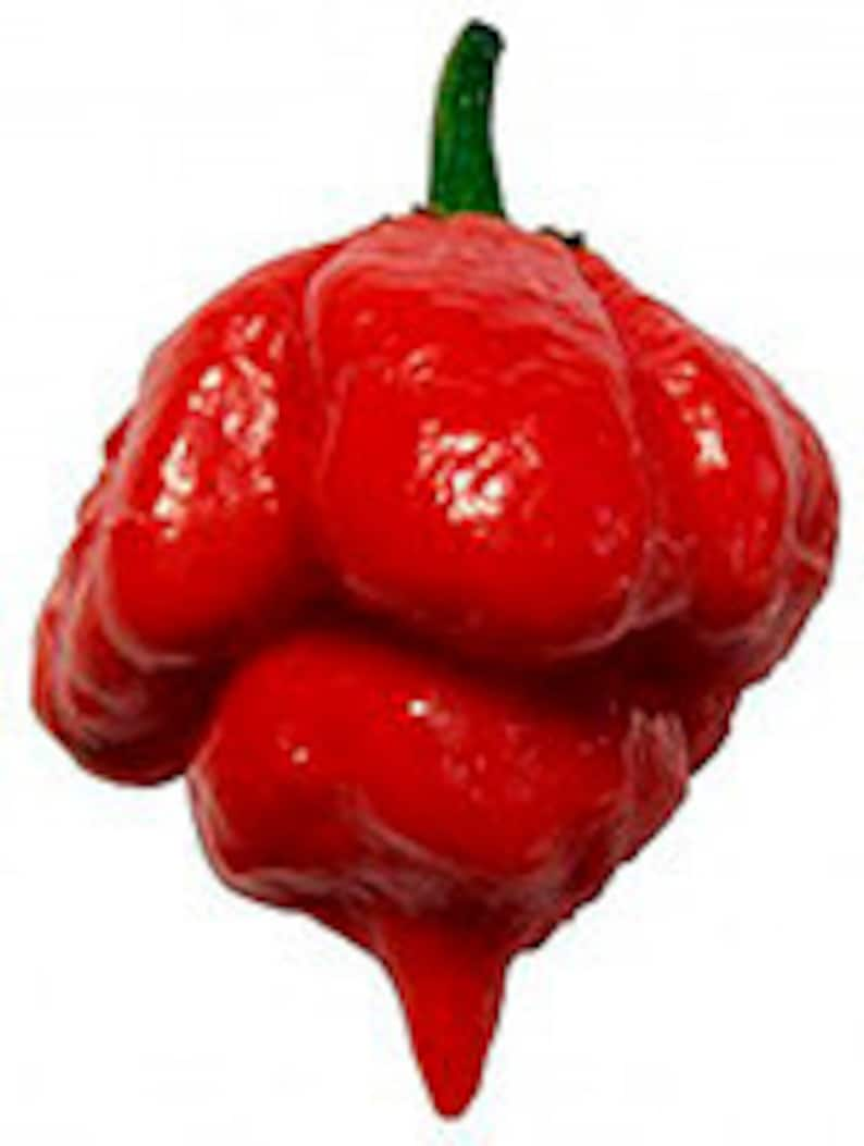 World pepper. Перец Trinidad Moruga Red Scorpion. Острый перец Тринидадский Скорпион. Острый перец Trinidad Scorpion Butch t. Тринидад Скорпион Моруга красный.