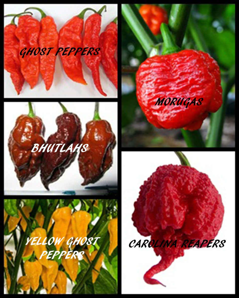 Fresh Pickled Carolina Reaper Ghost Pepper Moruga Bhutlah Etsy