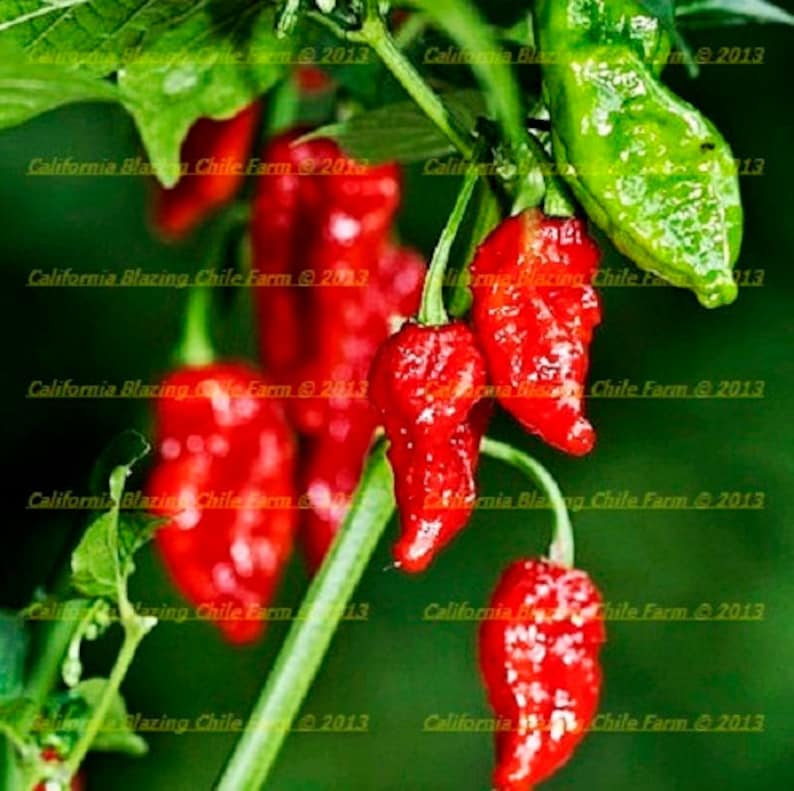 carolina reaper pepper vs trinidad scorpion carolina reaper pepper vs trinidad scorpion