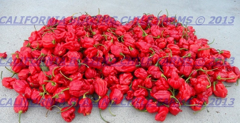 100% Organic Carolina Reaper, Moruga Scorpion, Scorpion Butch T, Ghost pepper Vials perfect for all gifts. California Blazing Chile Farms image 4