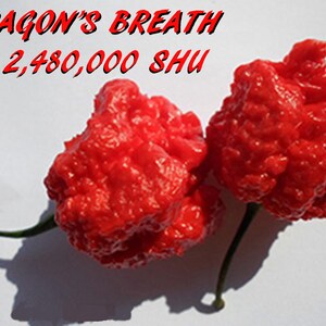 Organic Dragon's Breath Sriracha Blazing Dragon 2,480,000 SHU pepper Hotter than reaper you be the judge image 2