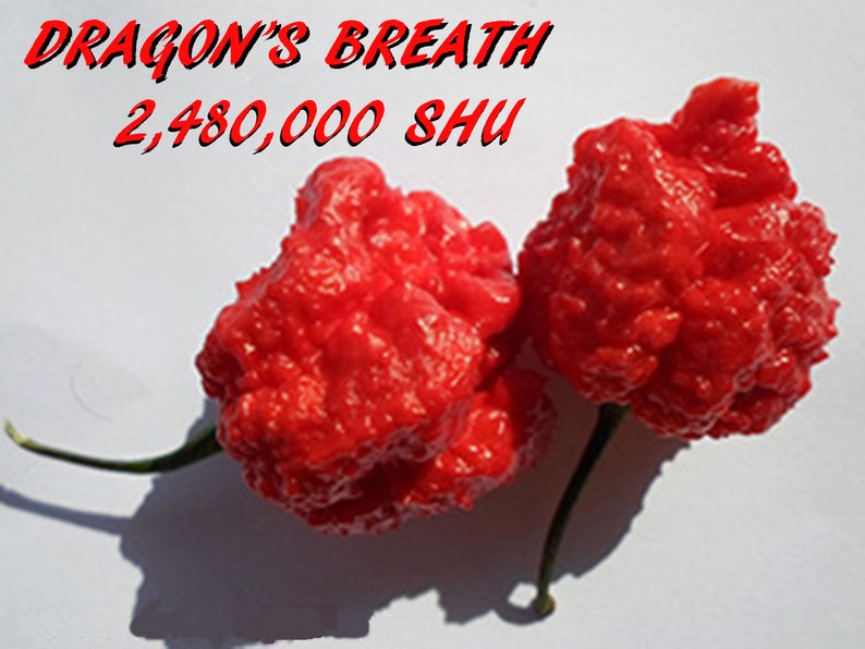 Organic Dragon's Breath Sriracha Blazing Dragon 2,480,000 SHU pepper Hotter than reaper you be the judge image 2