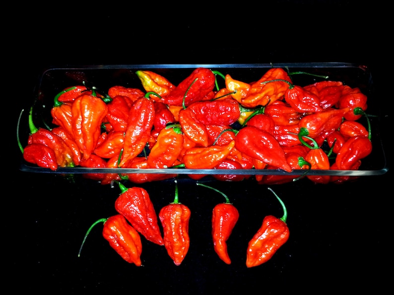 the reaper pepper the reaper pepper