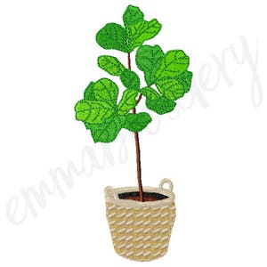 Puede incluir: Una planta verde en maceta con un macetero de mimbre tejido. La planta tiene hojas grandes y verdes y un tallo marrón.