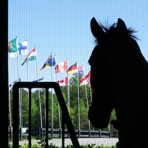 The Fork Horse Trials - Window on the World Horse Silhouette {Instant Download}