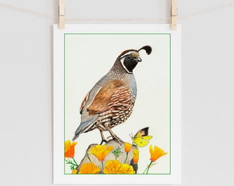 The Californians: Quail, California poppies & butterfly - 5x7+ bird art print from watercolor painting, colorful bird art, California Art