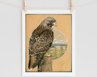 Red-tailed Hawk Illustration - 5x7+ - Watercolor Illustration, hawk artwork