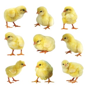 9 Chick PNG Cliparts, Instant Download, Commercial Use