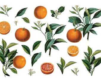 20 Oranges Vintage PNG Cliparts, Instant Download, Commercial Use