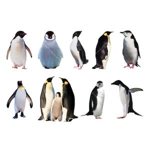 Clipart de pingüino, descarga instantánea, uso comercial