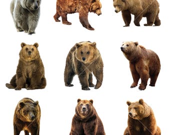 9 imágenes prediseñadas de osos, descarga instantánea, uso comercial