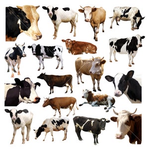 18 Cow Clipart, Instant Download, Commercial Use