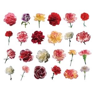 24 Carnation Clipart, Instant Download, Commercial Use