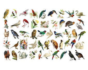 Vintage Birds Clipart, Instant Download, Commercial Use