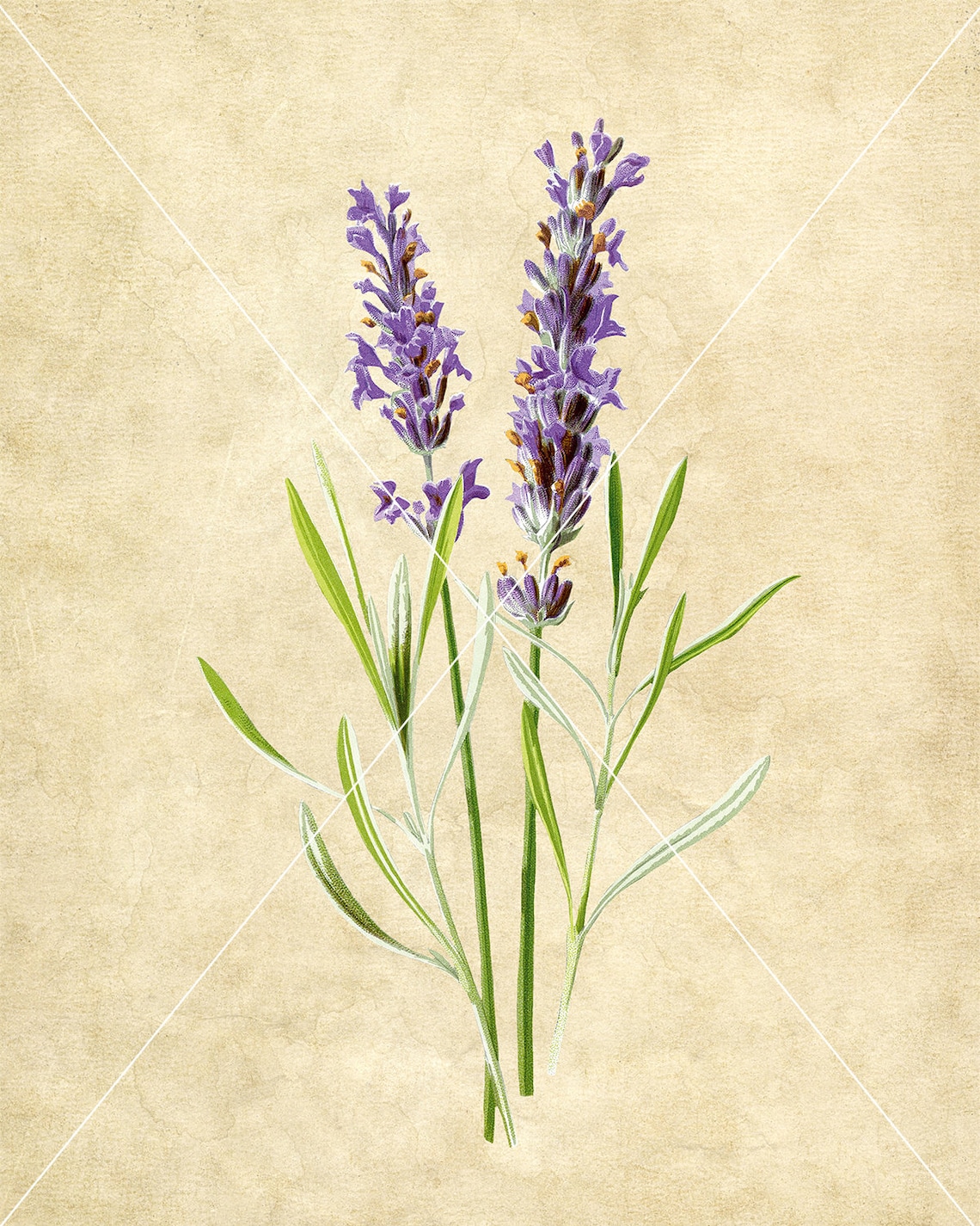 8 Purple Flowers Printable Images Set Instant Download | Etsy