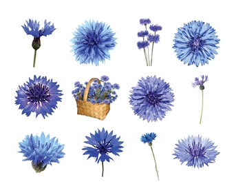 12 Cornflower Clipart, Instant Download, Commercial Use