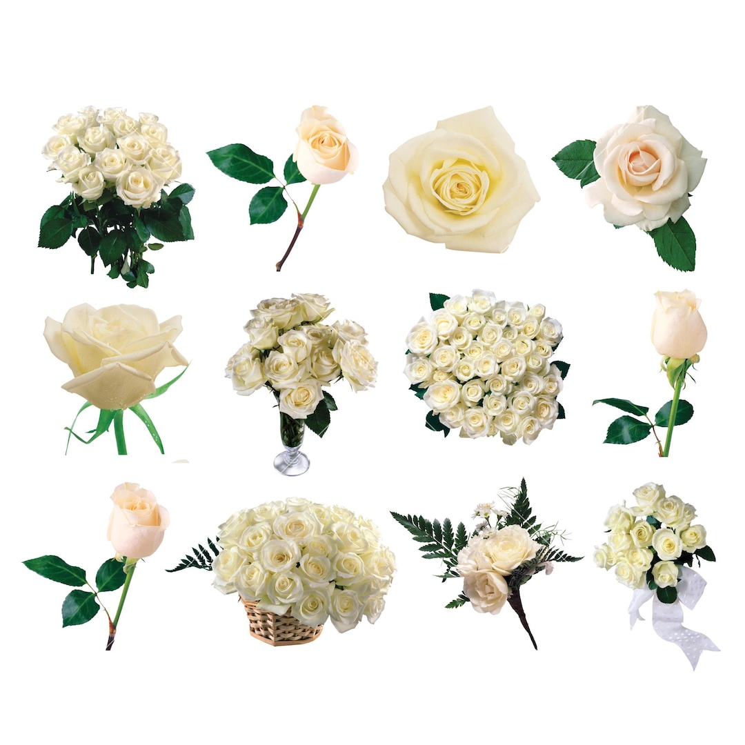 Ivory Rose Clipart, Instant Download, Commercial Use - Etsy