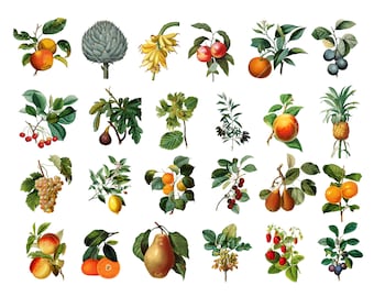 24 Vintage Fruits Clipart, Instant Download, Commercial Use