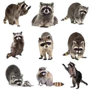 9 Clipart raton laveur, téléchargement immédiat, usage commercial