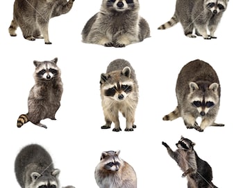 9 imágenes prediseñadas de mapache, descarga instantánea, uso comercial