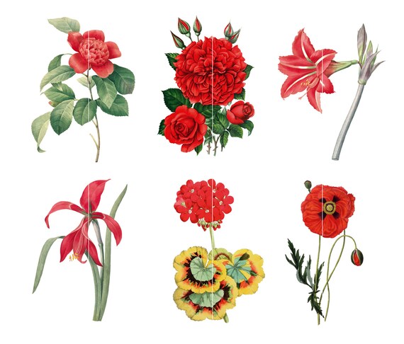 Red Flower Clipart Instant Download Transparent Background Etsy