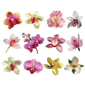 12 Orchid Clipart, Instant Download, Commercial Use