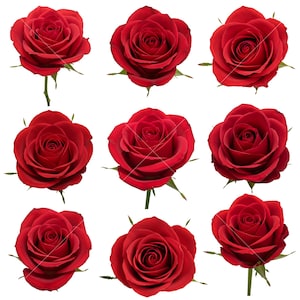9 Red Rose Cliparts Set, Printable Images, Instant Download, Commercial Use