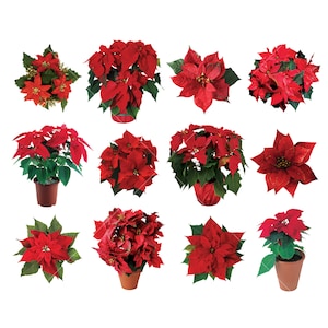 Clipart di Poinsettia, download immediato, uso commerciale