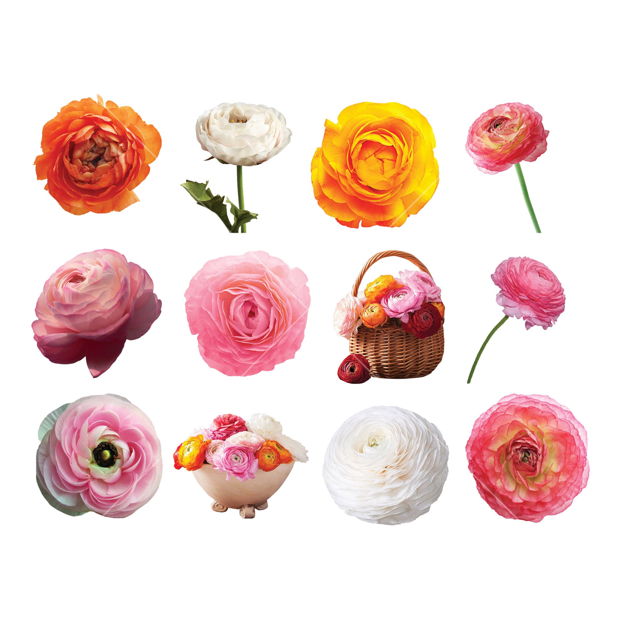 12 Buttercup Ranunculus Clipart, Instant Download, Commercial Use