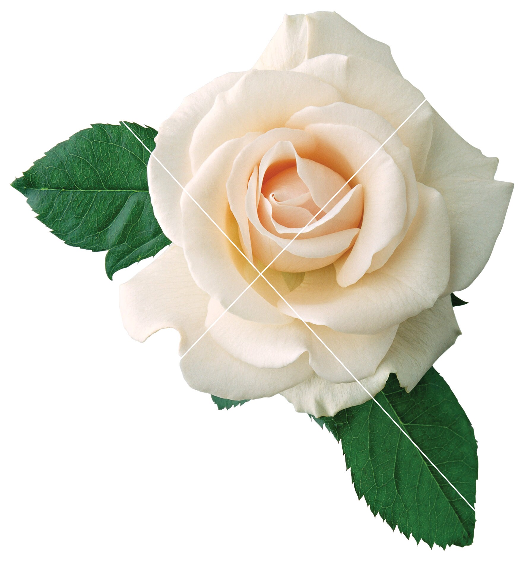 Ivory Rose Clipart, Instant Download, Commercial Use - Etsy