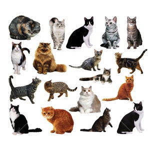 Imágenes prediseñadas de gato, descarga instantánea, uso comercial