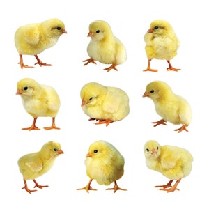 Clipart de 9 pollitos, descarga instantánea, uso comercial