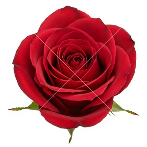 9 Red Rose Cliparts Set, Printable Images, Instant Download, Commercial ...