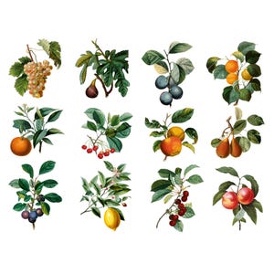 12 Clipart de frutas vintage, download instantâneo, uso comercial