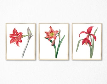 Amaryllis Printable Vintage Images Download