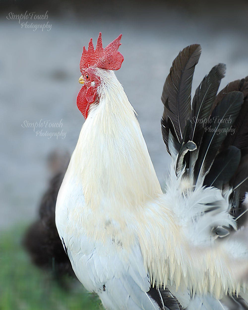 Black and White Rooster Metal Art Canvas Wall Decor Etsy