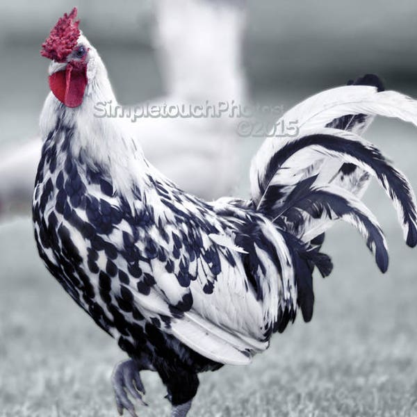 Black and White Rooster Grey Backgroound Photo