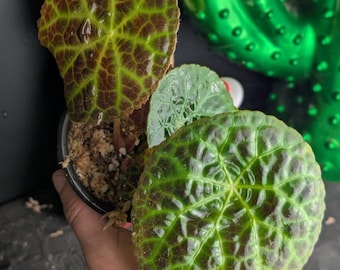 Commande Begonia phuthoensis - jeune plant - feuillage gaufré vert et brun reçue par Marina