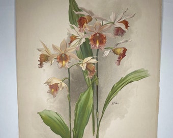 1800's Original Reichenbachia RARE Orchid Lithograph (Dendrobium wardianum) Tab 90
