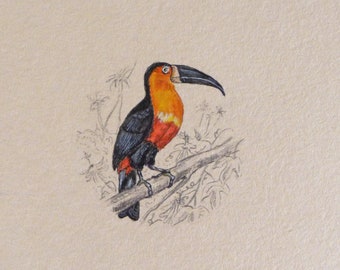 Illustration miniature de toucan et d'oiseaux : charmante aquarelle d'histoire naturelle pour les amoureux des oiseaux - Petit cadeau fait main Cottagecore