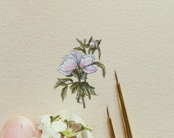 Original Gemälde Aquarell mit Pfingstrose, botanische Illustration, Gartenblumen Miniatur, Geschenk für Blumenliebhaber