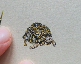 Leopard Tortoise, Origineel schilderij miniatuur, Little five Africa aquarel, Natural History illustratie, kunst souvenir frame