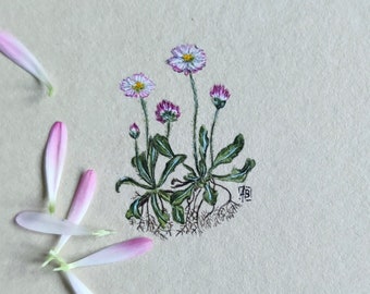 Original Miniatur Aquarell mit Gänseblümchen, botanische Illustration handgemalt, Geschenk für Blumenliebhaber, einzigartiges Geschenk für Biologielehrer