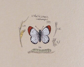 Natur Illustration mit Schmetterling, kleines Geschenk für Freunde, Aquarell Zeichnung
